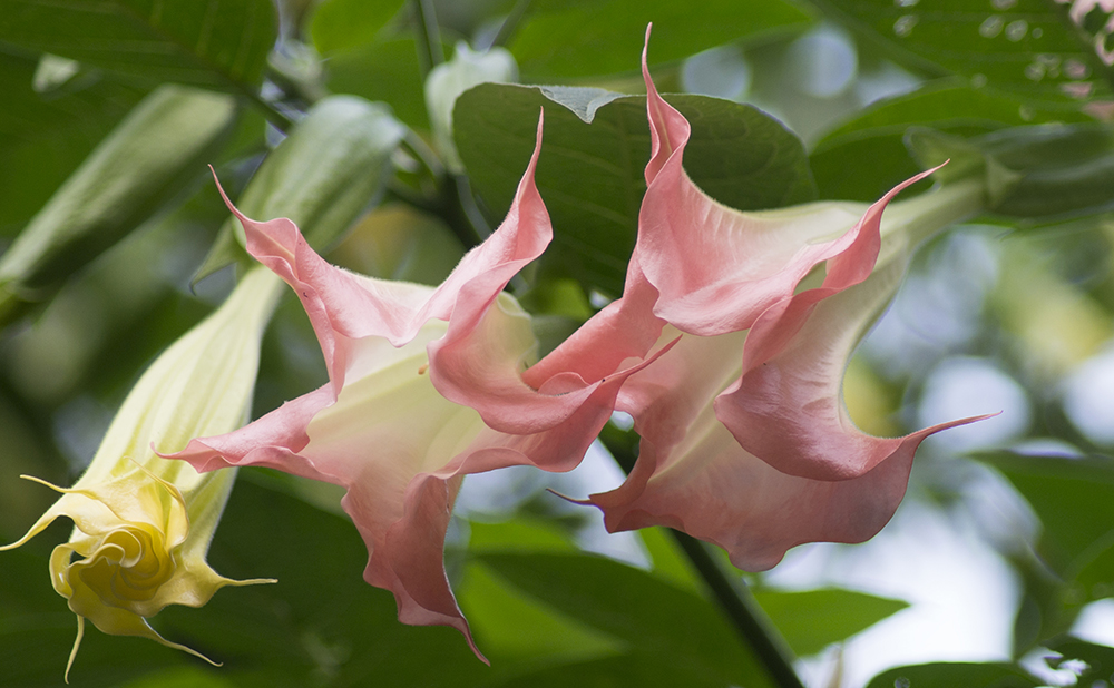 datura_stramonium-3