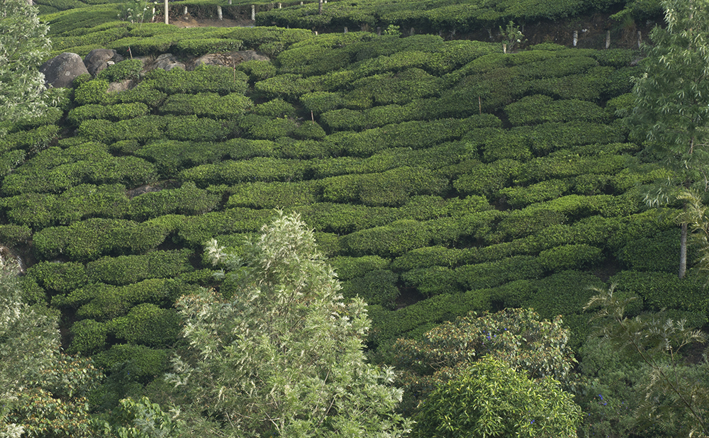 the-munnar-15