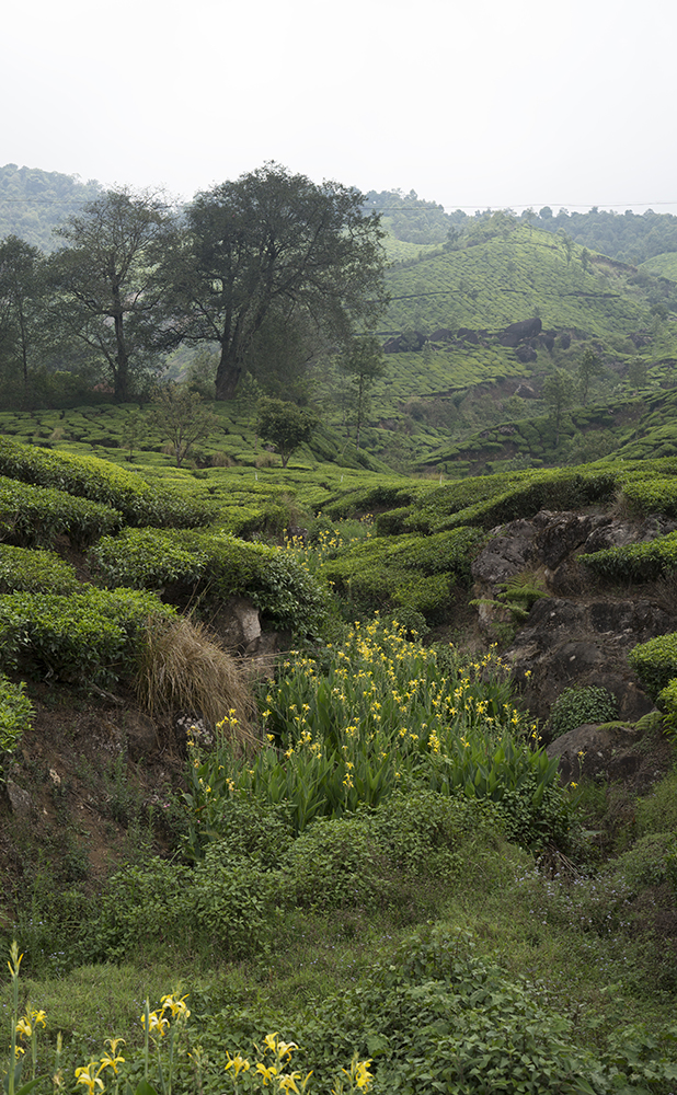 the-munnar-25