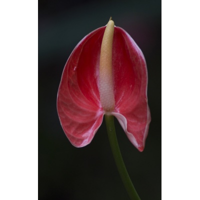 anthurium-1_492307129