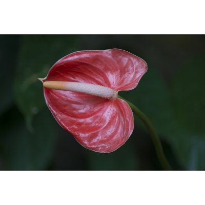 anthurium-2