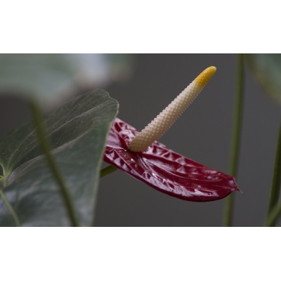 anthurium-4