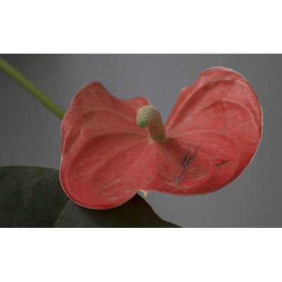 anthurium-5