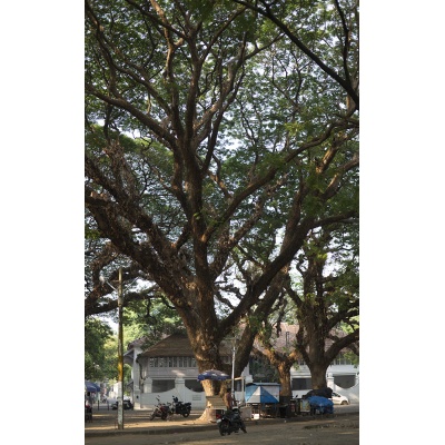 arbres-kochi-4