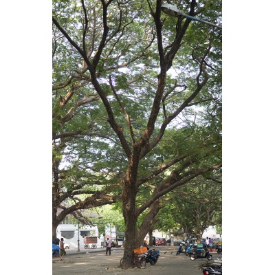 arbres-kochi-5