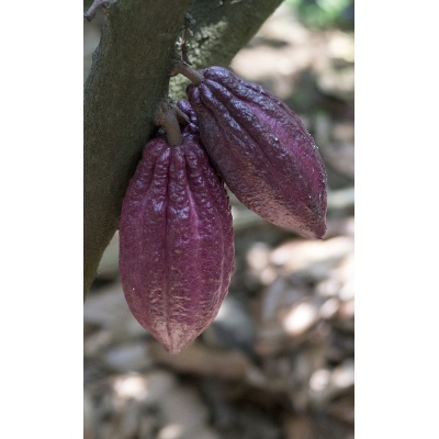 cacao-1