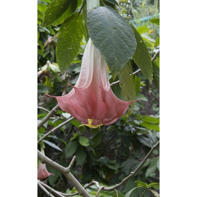 datura_stramonium-1