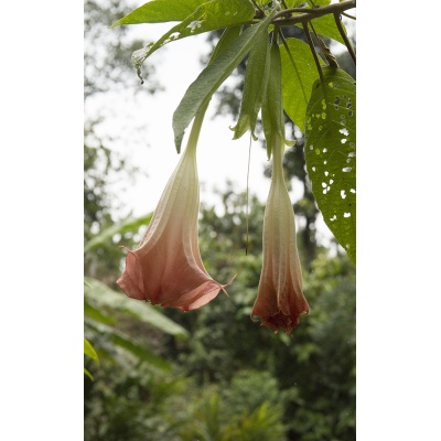 datura_stramonium-2