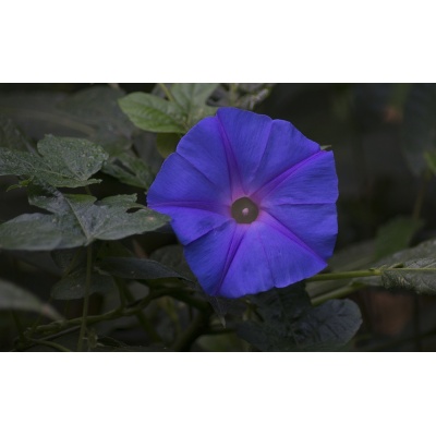 ipomoea-8_625559737