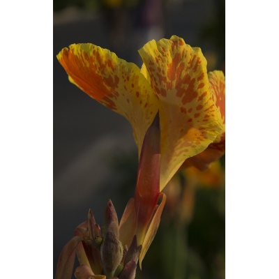 iris-goubert-3