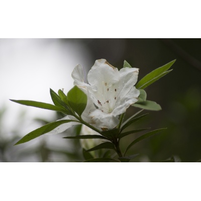 rhododendron-1