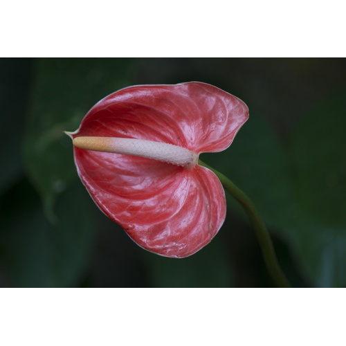 anthurium-2