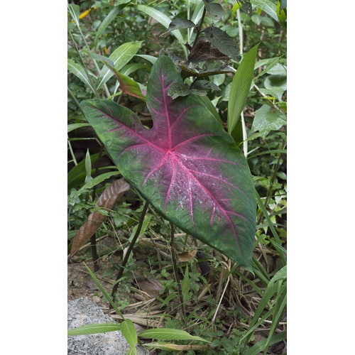 caladium-1