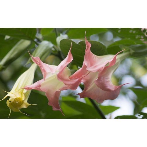 datura_stramonium-3