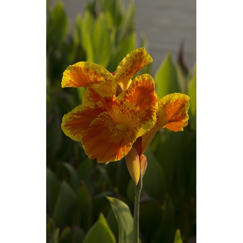 iris-goubert-4