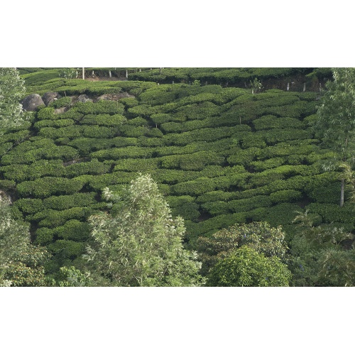 the-munnar-15