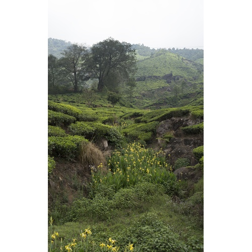 the-munnar-25